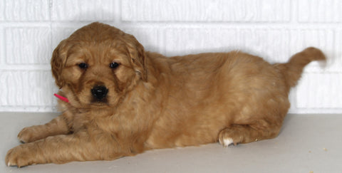 AKC Registered Golden Retriever For Sale Millersburg OH Female-Chloe