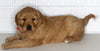 AKC Registered Golden Retriever For Sale Millersburg OH Female-Chloe