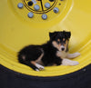 AKC Registered Collie Lassie For Sale Fredericksburg OH Female-Beverly