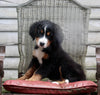 AKC Registered Bernese Mountain Dog For Sale Millersburg OH Male-Cameron