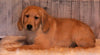 AKC Registered Golden Retriever For Sale Fredericksburg OH Male-Rusty