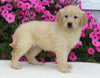 AKC Registered Golden Retriever For Sale Millersburg OH Female-Heidi