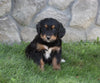 Golden Mountain Doodle For Sale Millersburg OH Female-Bella