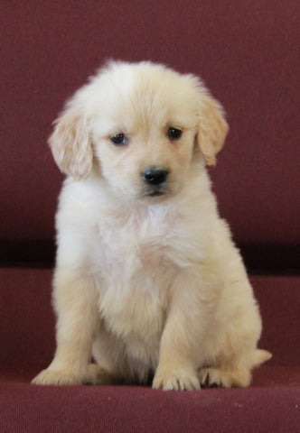AKC Registered Golden Retriever For Sale Brinkhaven OH Female-Roxy