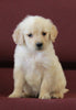 AKC Registered Golden Retriever For Sale Brinkhaven OH Female-Roxy