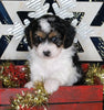 Cavapoo For Sale Millersburg OH Female-Krista
