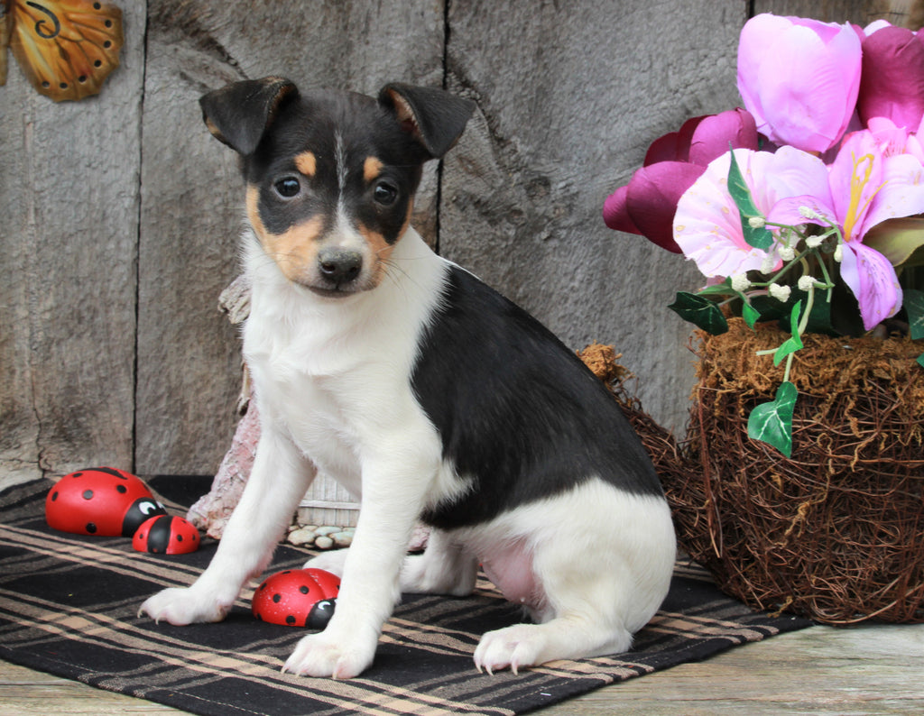 Toy Fox Terrier For Sale Millersburg, OH Female Trixie AC Puppies LLC