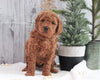 AKC Registered Moyen Poodle For Sale Dundee, OH Male- Hans