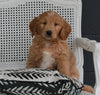 Goldendoodle For Sale Fresno OH Female-Tracy