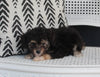 Mini Aussiedoodle For Sale Fresno OH Female-Triva