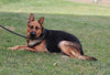 German Shepherd Mix For Sale Millerburg OH Male-Wendall