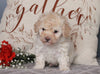 ACA Registered Miniature Poodle For Sale Fredericksburg, OH Male- Mason