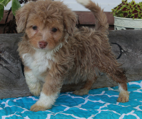 Mini Aussiedoodle For Sale Millersburg OH Female-Sophie