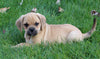 Puggle For Sale Sugarcreek OH Male-Riley
