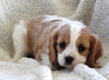 Cavachon For Sale Applecreek OH Female-Macey