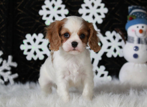 AKC Registered Cavalier For Sale Fredricksburg OH Male-Brady