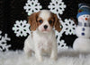 AKC Registered Cavalier For Sale Fredricksburg OH Male-Brady