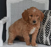 Goldendoodle For Sale Fresno OH Female-Tracy