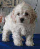 Cockapoo For Sale Holmesville OH Male-Cody