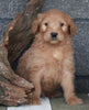 Standard Goldendoodle For Sale Fresno OH Male-Spirit