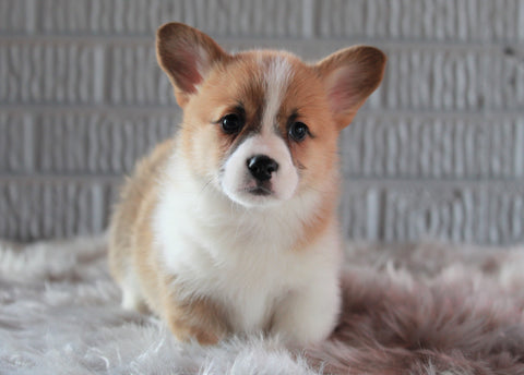 ACA Registered Pembroke Welsh Corgi For Sale Millersburg, OH Male- Prince