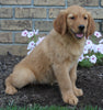 AKC Registered Golden Retriever For Sale Millersburg OH Female-Lu