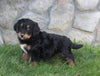 Golden Mountain Doodle For Sale Millersburg OH Female-Bella