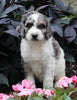 AKC Registered Standerd Poodle For Sale Millersburg OH Female-Diva