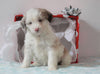 Aussiedoodle For Sale Holmesville, OH Female- Sofie
