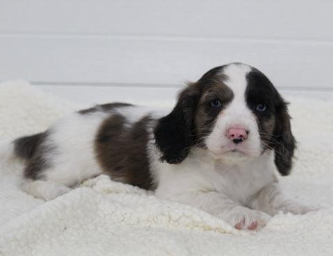 Cavapoo For Sale Fresno OH Male-Sammie