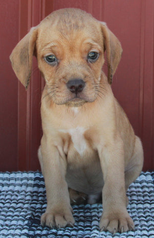 Beabull For Sale Wooster OH Male-Maverick