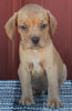 Beabull For Sale Wooster OH Male-Maverick