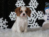 AKC Registered Cavalier For Sale Fredricksburg OH Male-Brady