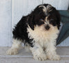 Cockapoo For Sale Millersburg OH Male-Chase