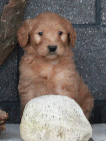 Standard Goldendoodle For Sale Fresno OH Male-Spirit