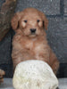 Standard Goldendoodle For Sale Fresno OH Male-Spirit