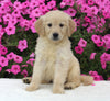 AKC Registered Golden Retriever For Sale Millersburg OH Female-Heidi