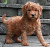 F1B Mini Goldendoodle For Sale Sugarcreek OH -Male Storm