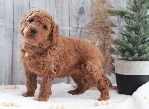 AKC Registered Moyen Poodle For Sale Dundee, OH Male- Hans
