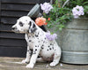 AKC Registered Dalmatian For Sale Millersburg, OH Female- Roxy
