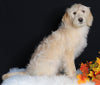 F1B Medium Labradoodle For Sale Millersburg OH Female-Frosty