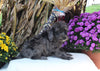 F1B Medium Labradoodle For Sale Millersburg OH Male-Felix