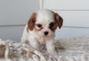 Cavachon For Sale Fredericksburg, OH Female- Alice