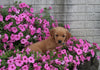 AKC Registered Golden Retriever For Sale Holmesville OH Female-Audrey