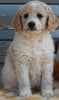 AKC Registered Standard Poodle For Sale Millersburg OH-Female Hazel