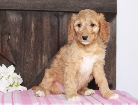 Medium F1BB Goldendoodle For Sale Millersburg, OH Female- Addie