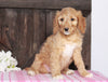 Medium F1BB Goldendoodle For Sale Millersburg, OH Female- Addie