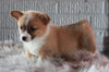 ACA Registered Pembroke Welsh Corgi For Sale Millersburg, OH Female- Olivia