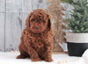 AKC Registered Moyen Poodle For Sale Dundee, OH Male- Hayden