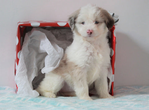 Aussiedoodle For Sale Holmesville, OH Female- Sofie